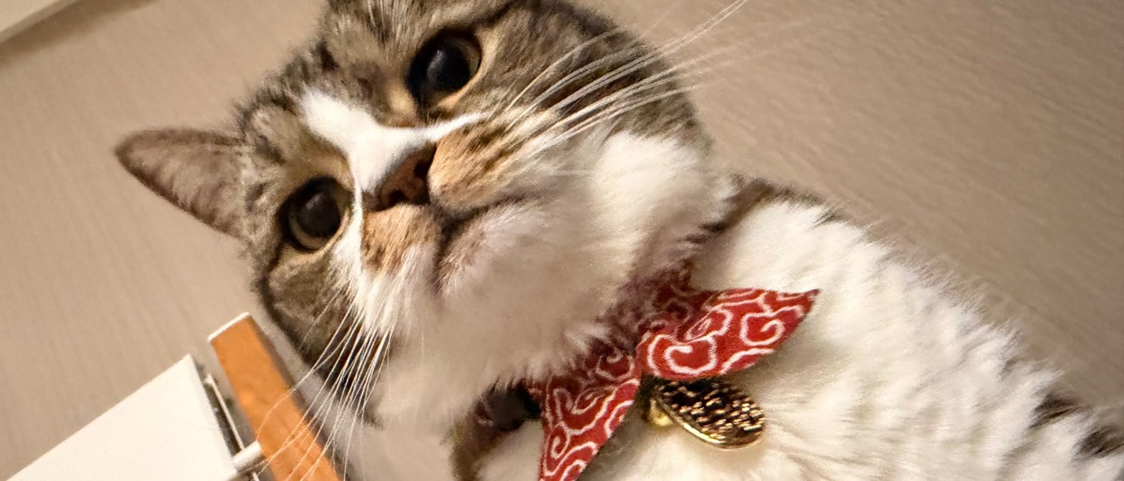 profile-background-img