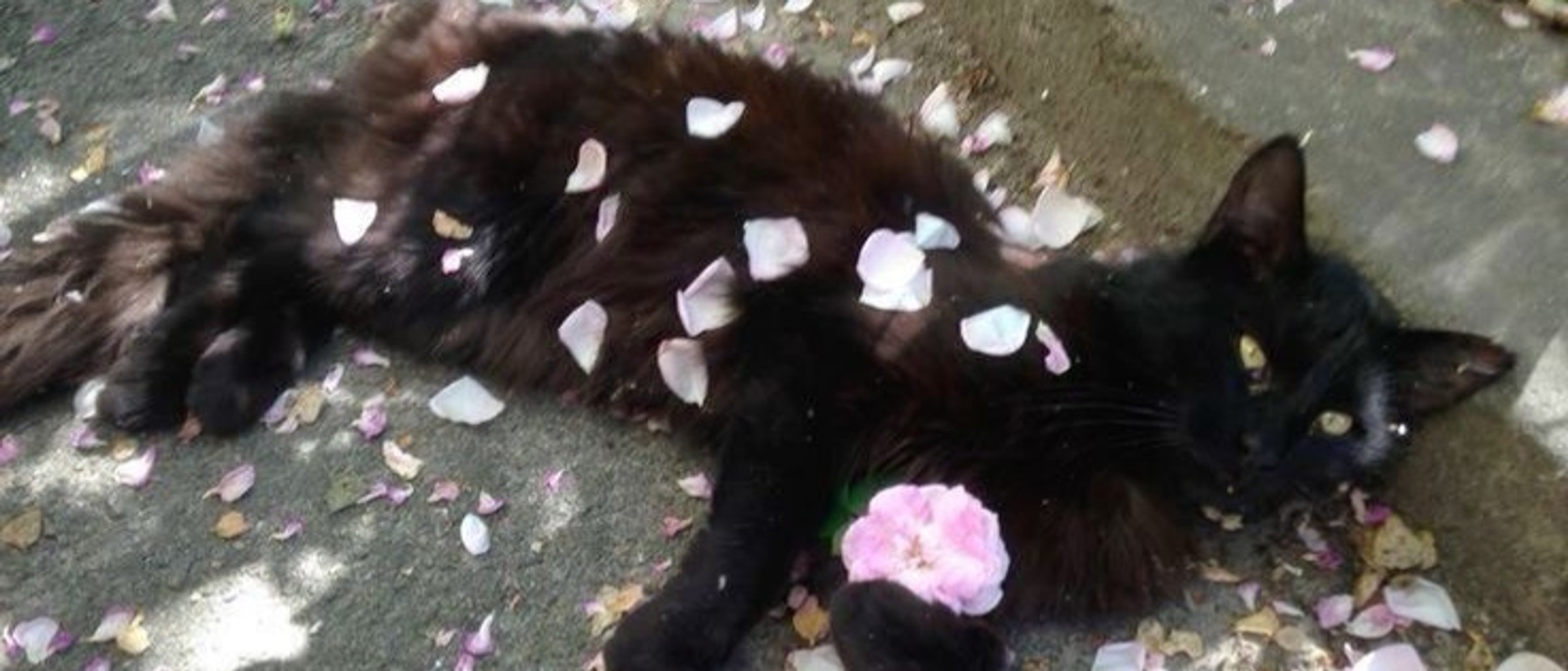 profile-background-img