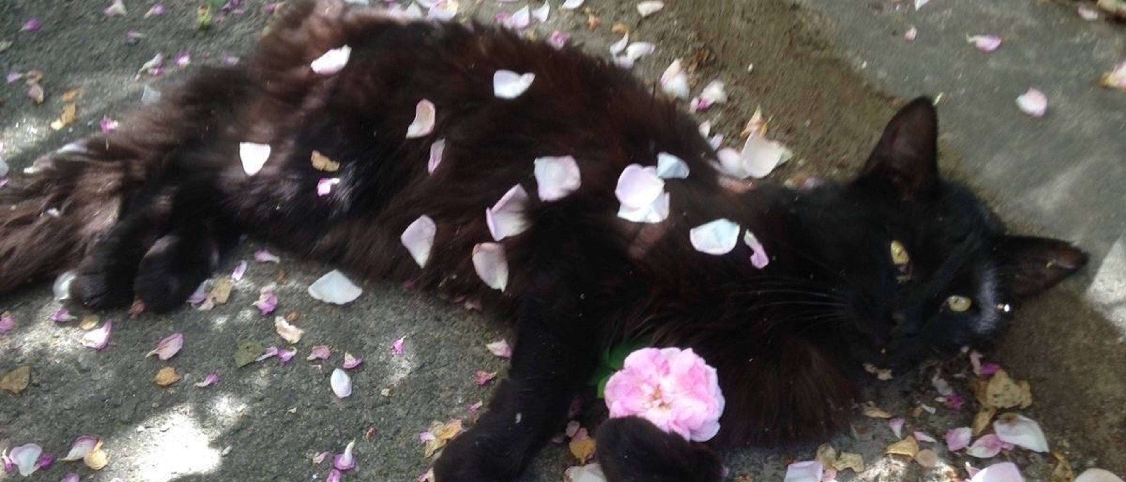 profile-background-img